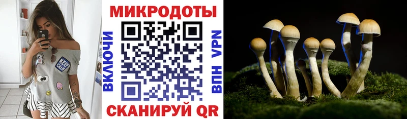 закладка  Ершов  Псилоцибиновые грибы Cubensis 